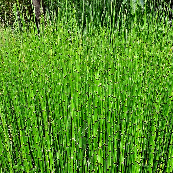 Equisetum hyemale